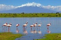 Flock of flamingos wading in the shallow lagoon water