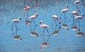 Flock of flamingos at Walvis Bay, Namibia Royalty Free Stock Photo