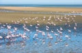 Flock of flamingos at Walvis Bay, Namibia Royalty Free Stock Photo