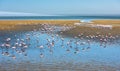 Flock of flamingos at Walvis Bay, Namibia