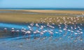 Flock of flamingos at Walvis Bay, Namibia