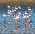 Flock of flamingos at Walvis Bay, Namibia Royalty Free Stock Photo