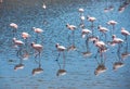 Flock of flamingos at Walvis Bay, Namibia Royalty Free Stock Photo