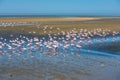 Flock of flamingos at Walvis Bay, Namibia