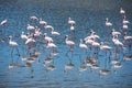 Flock of flamingos at Walvis Bay, Namibia Royalty Free Stock Photo