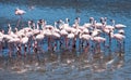 Flock of flamingos at Walvis Bay, Namibia Royalty Free Stock Photo