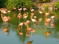 Flock flamingos in water