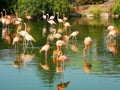 Flock flamingos in water