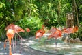 Flock of flamingos in water pond amidst trees at Xcaret eco park Royalty Free Stock Photo