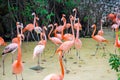 Flock of flamingos in Xcaret ecotourism park Royalty Free Stock Photo