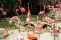 Flock of flamingos in Xcaret ecotourism park Royalty Free Stock Photo