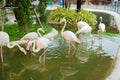 flock of flamingos in the zoo in Sriayuthaya Lion Park , focus selective