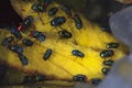 A swarm of flies is eating the yellow mango fruit