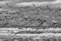 Beach Birds in Flight over Ocean and Sky in Black and White Royalty Free Stock Photo