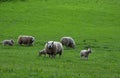 Flock of Fluffy White Sheep and Lambs in a Field Royalty Free Stock Photo