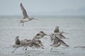 Flock of flying bar-tailed godwit Limosa lapponica baueri on the New Zealands coast. Royalty Free Stock Photo