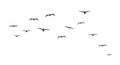 A flock of flying birds. Front view. Sea birds. Seagulls or albatrosses. Vector illustration Royalty Free Stock Photo