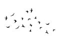 Flock of flying birds isolated on white background. Royalty Free Stock Photo
