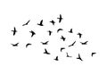 Flock of flying birds isolated on white background Royalty Free Stock Photo