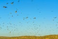 Flock of flying birds, pelicans and seagulls, and clear blue sky Royalty Free Stock Photo