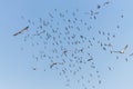 A Flock Of Flying Birds, Flock Of Birds And Pigeons Flying Over Blue Sky Background