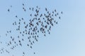 A flock of flying birds, Flock of birds and pigeons flying over blue sky background