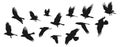 Flock of flying birds silhouettes isolated on white background. Wildlife doves vector shapes black sketch Royalty Free Stock Photo