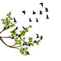 Flock of flying birds on tree branch Royalty Free Stock Photo