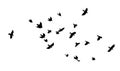 A flock of flying birds. A large flock of flying crows. Vector illustration