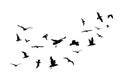 A Flock of Flying Birds. Vector Illustration. Isolated On White Background Royalty Free Stock Photo