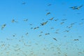 Flock of flying brown pelicans and bright blue sky on background Royalty Free Stock Photo