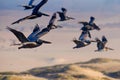 Flock of flying brown pelicans close-up, sand dunes on background