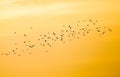 Flock of flying common cranes & x28;Grus grus& x29; in V formation with the setting sun sky in background, departing birds Royalty Free Stock Photo