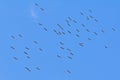 Flock of flying cranes in the blue sky