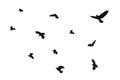 Flock of flying crows isolated on white background. Flock of birds isolated on white. Black crows are isolated in flight Royalty Free Stock Photo