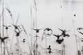 Flock flying ducks Royalty Free Stock Photo