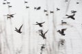 Flock flying ducks Royalty Free Stock Photo