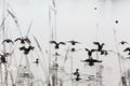 Flock flying ducks Royalty Free Stock Photo