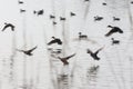 Flock flying ducks Royalty Free Stock Photo