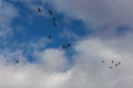 Flock of flying ducks in the sky Royalty Free Stock Photo