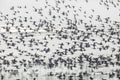 Flock of flying ducks Royalty Free Stock Photo