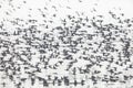 Flock of flying ducks Royalty Free Stock Photo