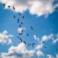 Flock of flying ducks in the sky Royalty Free Stock Photo