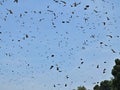 Flock of flying Foxes on a blue sky in the african nature habitat Royalty Free Stock Photo