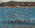 A flock of flying gulls Royalty Free Stock Photo