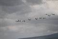 Flying Migrating Birds in The Winter Sky Royalty Free Stock Photo