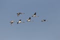 Flock of flying mute swans