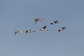 Flock of flying mute swans