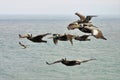 A flock of flying Northern gannet seabirds and a white seagull - concept of being different