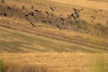 Flock of flying Northern lapwings